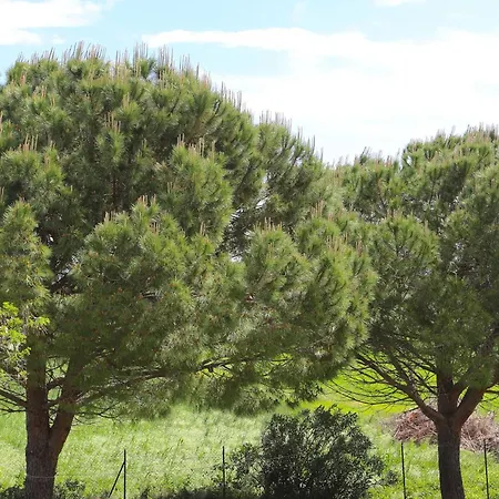 Il Gelso Di Francesco - N3 切奇纳